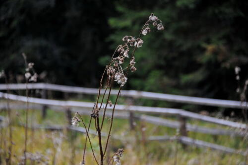 Mercedes_Offroad_Kop_004