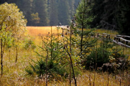 Mercedes_Offroad_Kop_005